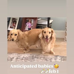 Dachshund puppies from Amore Mini Dachshund Breeders & More