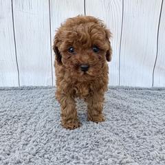 Mochi (AKC) - Red  female Poodle puppy in Riverside, California from Red Toy Poodle World