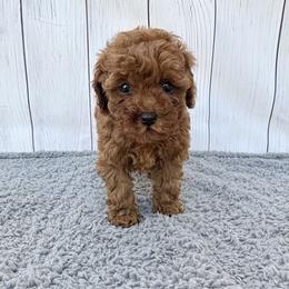 Mochi (AKC) - Red  female Poodle puppy in Riverside, California from Red Toy Poodle World