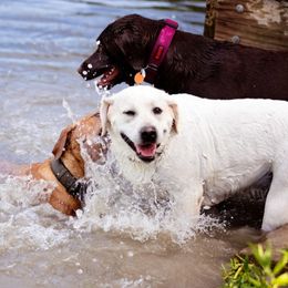Double Doodle and Labrador Retriever All Grown Up from McCreary Highlander Labradors