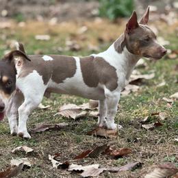JR - Teddy Roosevelt Terrier