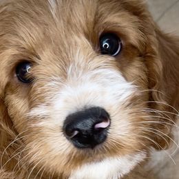 Arrowhead - Goldendoodle puppy in Sheridan, Wyoming from Ming’s Dynasty Doodles