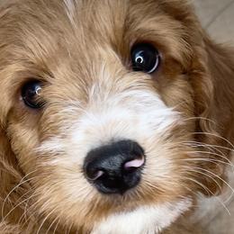 Arrowhead - Goldendoodle puppy in Sheridan, Wyoming from Ming’s Dynasty Doodles