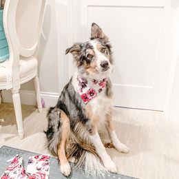 Border Collie All Grown Up from Eastwillow Border Collies