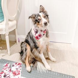 Border Collie All Grown Up from Eastwillow Border Collies
