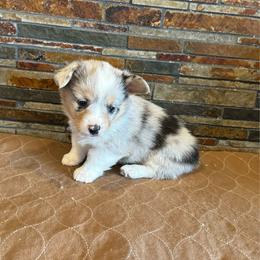 Girl 1 - Blue merle and white female American Corgi puppy in Visalia, California from VIP Stables