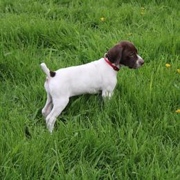 German Shorthaired Pointer Puppies from Erin Eustice