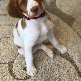 Brittany Puppies from Jenvy Brittanys