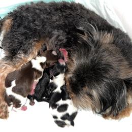 Bingo - Yorkshire Terrier