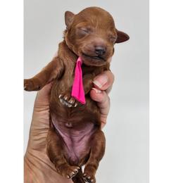 Shelby - Red  female Poodle puppy in Salem, Missouri from Meadowbrook Poodles