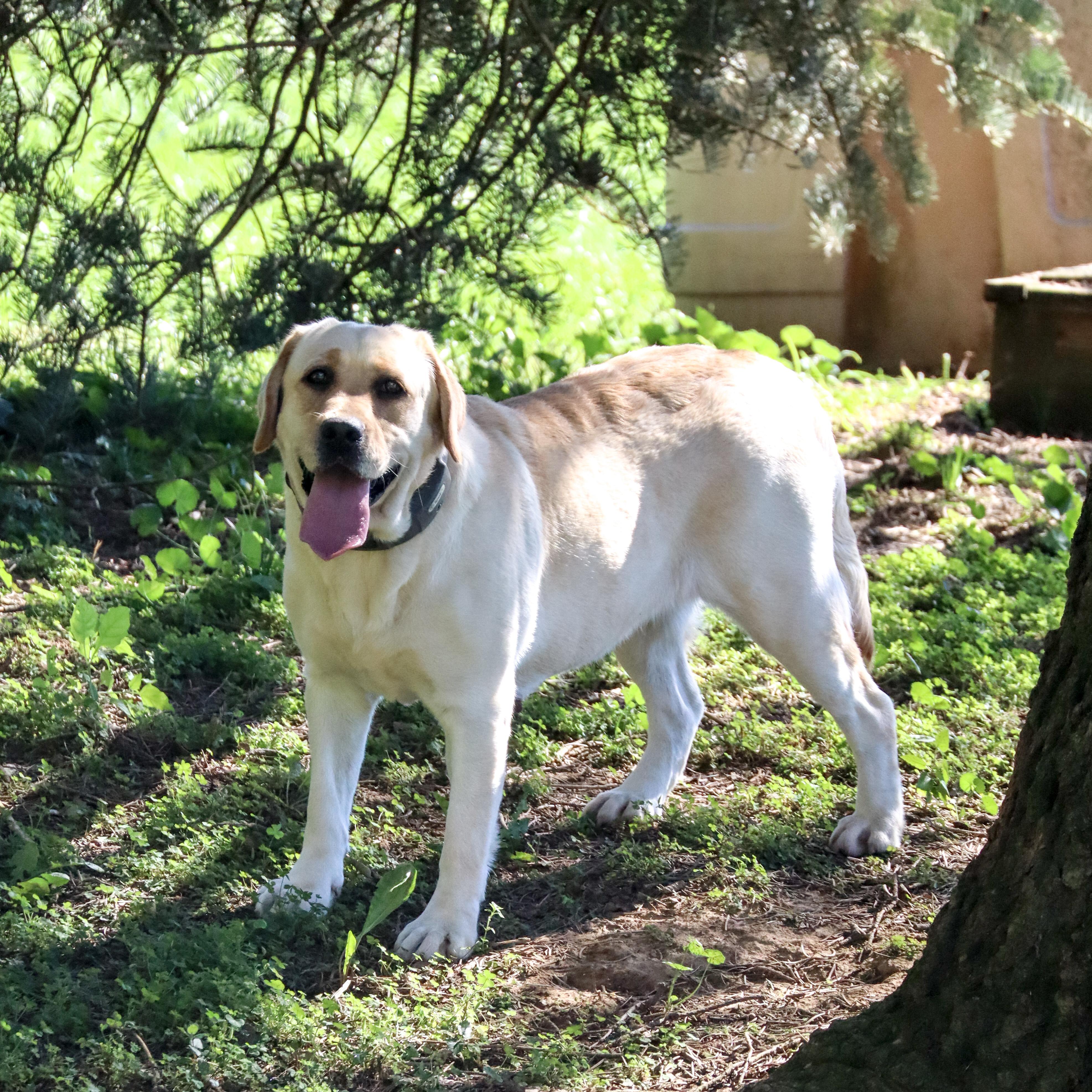 Laci
