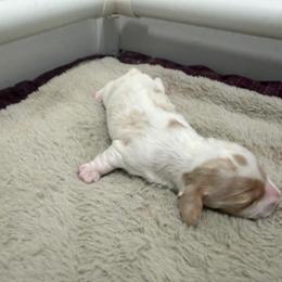 Pebbles F - Piebald female Dachshund puppy in Wesley Chapel, Florida from Russell Lee Overton