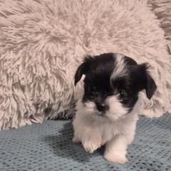 Girl 1 Billie - Black and white female Mal-Shi puppy in Austin, Texas from Austin Maltese Babies