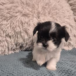 Girl 1 Billie - Black and white female Mal-Shi puppy in Austin, Texas from Austin Maltese Babies