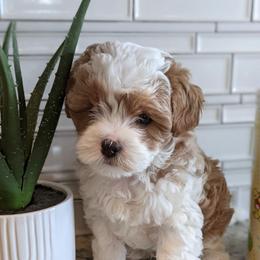 Collin - Blenheim male Cavapoo puppy in Caldwell, Idaho from Terrace Cav's