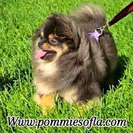 Pomeranian puppies from Pommies of LA
