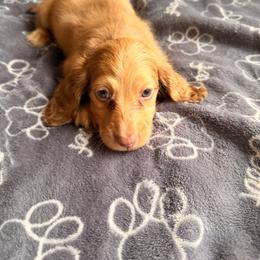 Hans - Cream male Dachshund puppy in Magnolia, Texas from Carrie’s Countryside Dachshunds