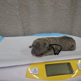 Black collar - Gray brindle male Cane Corso puppy in Fritch, Texas from Carrie Brown's Cane Corsos