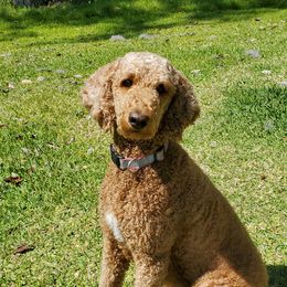 SHEEBA - Poodle