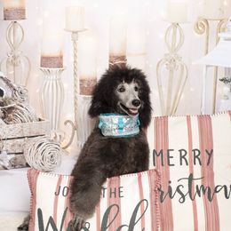 Poodle Puppies from BrioPanache Poodles