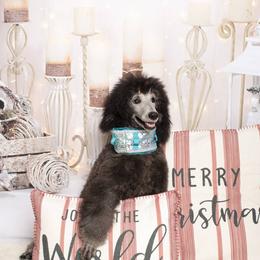 Poodle Puppies from BrioPanache Poodles