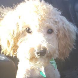 Beau - Poodle