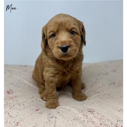 Mae - Apricot female Australian Labradoodle puppy in Sacramento, California from Little Farmstead Labradoodles