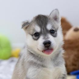 Glitter - Gray and white female Siberian Husky puppy in North Miami, Florida from Kardrovi Siberians