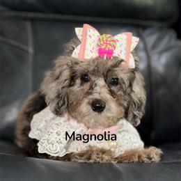 Reduced......Magnolia - Blue Merle Color - Merle female Goldendoodle puppy in Beecher, Illinois from Erica’s Doodles