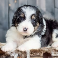 Aussiedoodles, Bernedoodles, Bordoodles, Goldendoodles, and Sheepadoodles from Crooked Creek Doodles and Poodles