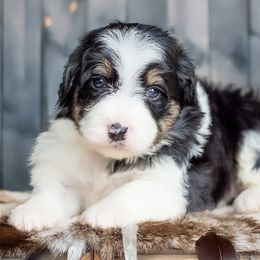 Aussiedoodles, Bernedoodles, Bordoodles, Goldendoodles, and Sheepadoodles from Crooked Creek Doodles and Poodles