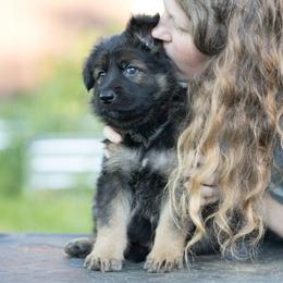 German Shepherd Puppies from Zwinger Vom Rabenauge