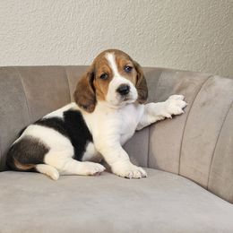 Black collar 'Raven' - Black brown and white female Basset Hound puppy in Valley, Washington from Peaceful Valley Paws