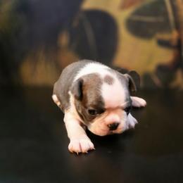 Tootsie Mae - Blue female Boston Terrier puppy in Kingsport, Tennessee from Irish Heart Bostons