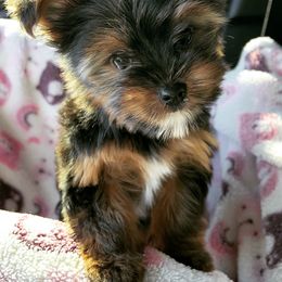 Yorkshire Terrier All Grown Up from Peppy Puppy Palace