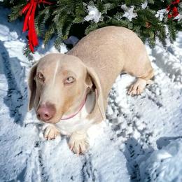 Clyde - Dachshund