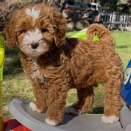 Finn- black collar - Red  male Goldendoodle puppy in Yuciapa, California from AlltheDoodlez_