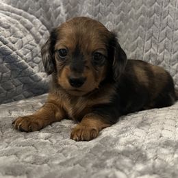 Dachshund Puppies from MD Dachshunds