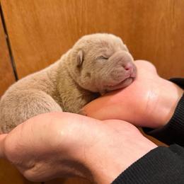 Phantom - Lilac dilute male Chinese Shar-Pei puppy in Auburn, Kansas from Justin's Chinese Shar-Pei