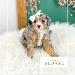 S l o a n e - Blue merle female Bernedoodle puppy in Cedar City, Utah from Cedar Doodles- Home of the Teddybear Goldendoodle