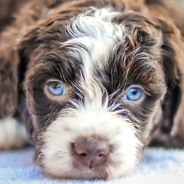 Aussiedoodles, Australian Mountain Doodles, Bernedoodles, and Labradoodles from Doodles & Co