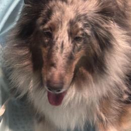 Panda - Shetland Sheepdog