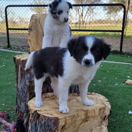 Dew - Black and white female Border Collie puppy in Morgan, Texas from Shooting Star Ranch