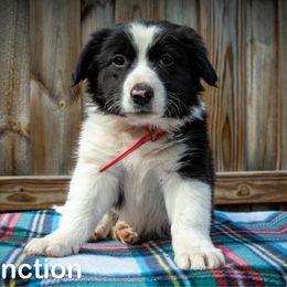 Malfunction - male Sporty Mix puppy in Oshkosh, Wisconsin from Turbo Border Collies & Sporty Companion Crosses