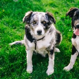 Danica - Miniature Australian Shepherd
