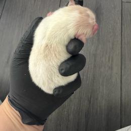 White A - White female Pomeranian puppy in Cheektowaga, New York from Luxe Legacy Pomeranians