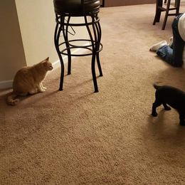 Golden Retriever and Labrador Retriever Puppies from Sutter Bay Retrievers