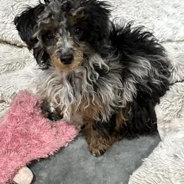 Bernedoodle, Poodle, and Shihpoo All Grown Up from Sue Watkins