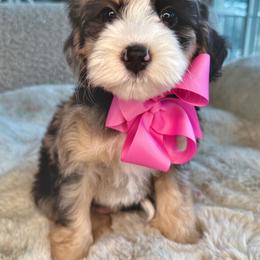Purple - Blue merle female Bernedoodle puppy in Curtice, Ohio from The Pink Doghouse