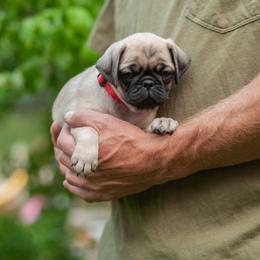 Girl 2 - female Pug puppy in Spokane, Washington from Sweet Mercy Farm